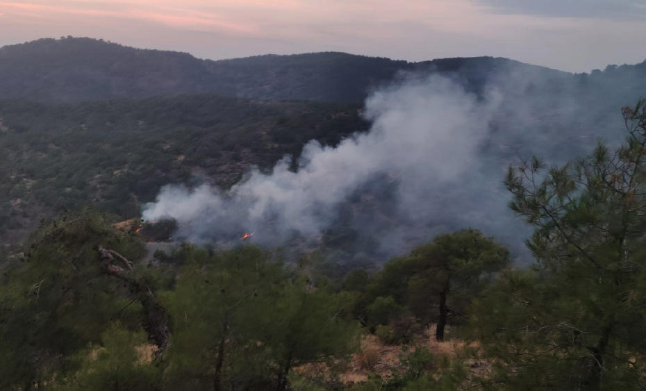 Gaziantep'teki Orman Yangını Bölgeyi Vurdu: 4 Dönüm Alan Zarar Gördü