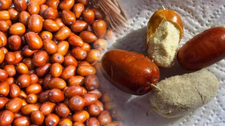 Kemik gelişimine katkı sağlar: Yabani zeytin çekirdeği tozu nedir ve ne işe yarar? Yabani zeytin çekirdeği tozunun faydaları nelerdir?
