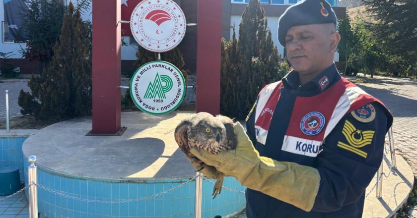 Malatya’da yaralı bulunan kızıl şahin tedavi altına alınacak