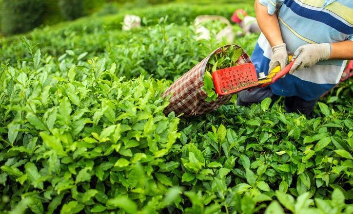 2025 yaşında temel çayın fiyatları || 2025 çay almanın fiyatı ne kadar, kaç tl?