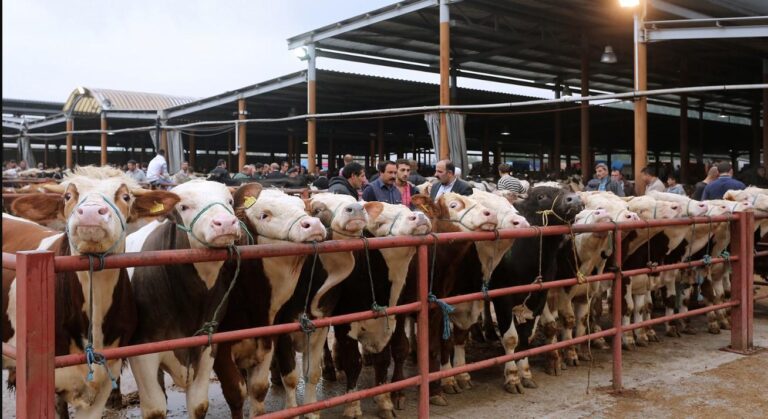 Hayvan pazarları ne zaman açılacak? Hayvan pazarları tüm dünyada ne zaman açılır?