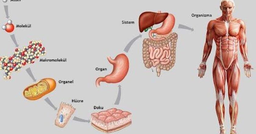 Kumaştan vücuttaki fark nedir? Organ ile kumaştaki farklılıklar nelerdir?