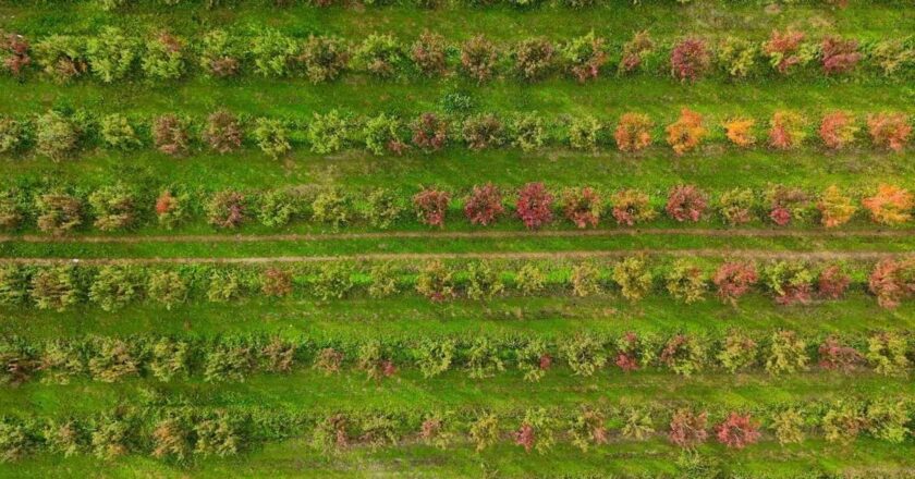 Uludağ yamaçlarında sonbahar renklerinin cümbüşü